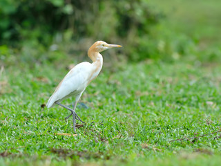 Bird (Cattle Egret) , Thailand