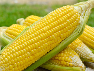 Fresh corn cob