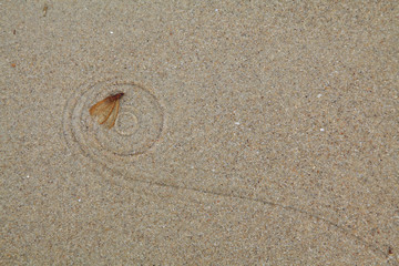 Mayfly Death on the sand
