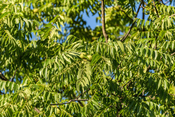 Ash tree with fruits