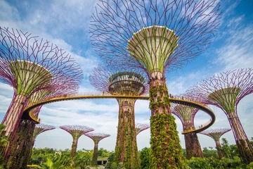 Photo sur Plexiglas Singapour Le Supertree à Gardens by the Bay