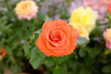 Orange Rose