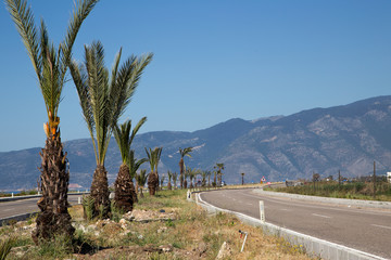 Асфальтированная дорога с пальмами на обочине