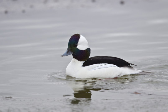 Bufflehead (Bucephala albeola), male, Bosque del Apache National Wildlife Refuge, New Mexico
