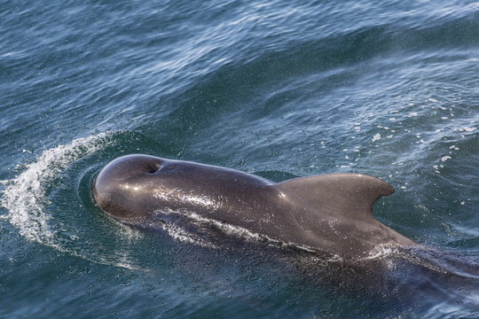 Short-finned pilot whale (Globicephala macrorhynchus) surfacing off Isla San Marcos, Baja California, Mexico