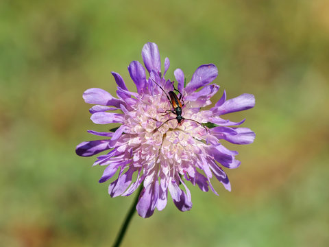 Witwenblume mit K&auml;fer