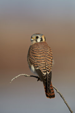 American kestrel (sparrow hawk) (Falco sparverius) female, Bosque del Apache National Wildlife Refuge, New Mexico 