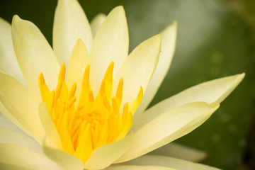 Obraz premium cream lotus
