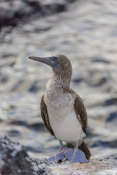 Blue-footed booby (Sula nebouxii) with purple feet at Puerto Egas, Santiago Island, Galapagos Islands, Ecuador 