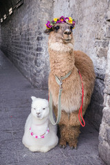 Alpaca in dali china.