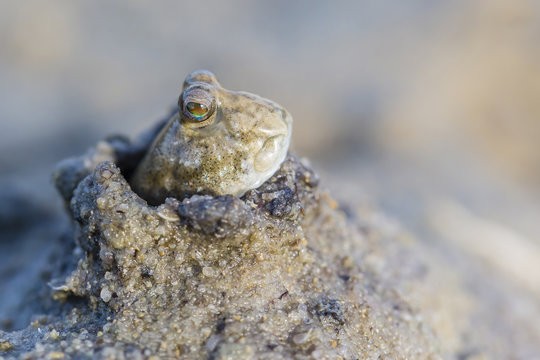 An Adult Mudskipper, Subfamily Oxudercinae, In Mud Burrow On The Mud Flats Of Vansittart Bay, Kimberley, Western Australia