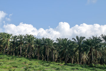 Fototapeta na wymiar Agricultural areas for planting oil palm