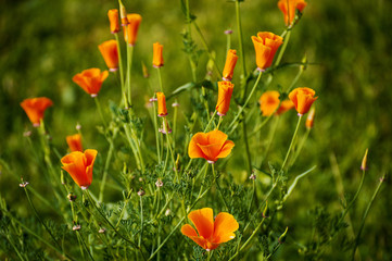 Obraz premium Kalifornischer Mohn (Eschscholzia californica), Goldmohn