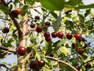 Lot of cherries on branches. View from below.