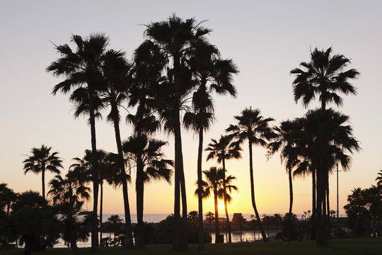 Palm trees at sunset, Playa de Los Amadores, Gran Canaria, Canary Islands, Spain, Atlantic