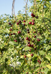 Lot of ripe cherries on branches.
