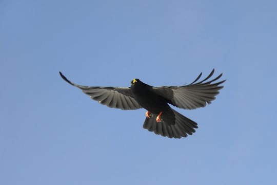 Alpine chough (yellow-billed chough) (Pyrrhocorax graculus) in flight overhead, Haute Savoie, France