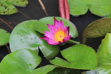 Magenta lotus / Magenta lotus flower with yellow pollen in the middle among green leaves in the pond