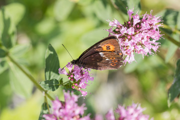 Brauner Feuerfalter, Schwefelvögelchen, Schmetterling,
