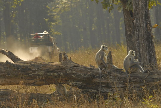 Hanuman Langurs in Kanha, Madhya Pradesh