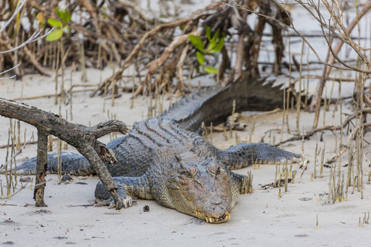 An adult wild saltwater crocodile (Crocodylus porosus), note the missing left front leg, King George River, Kimberley, Western Australia