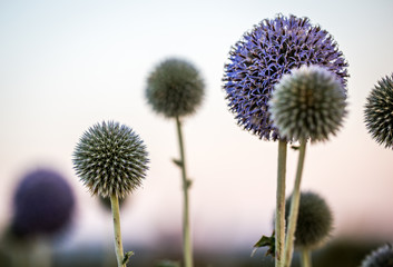 bl&uuml;hende Disteln