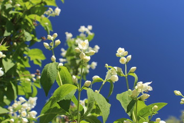 The plum blossom is the flower