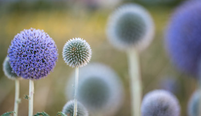 Obraz premium Gruppe von Disteln im Feld