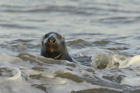 Alert grey seal (Halichoerus grypus) spy hopping at the crest of a wave to look ashore in sunset light in January, Norfolk