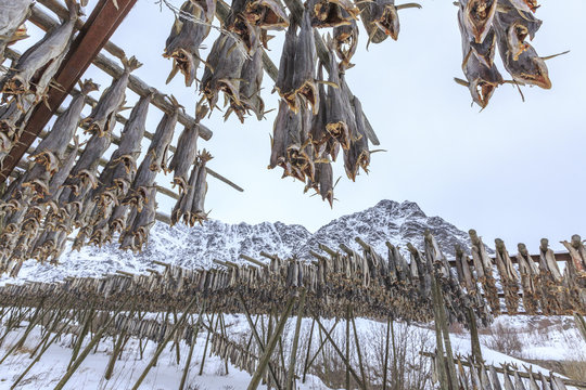 Codfish, the main product of the Lofoten Islands exposed to dry to the sun and air, Hamnoy, Lofoten Islands, Arctic