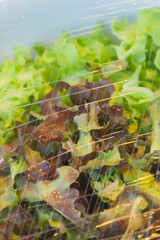 Vegetables in a glass bowl on the plastic wrap.