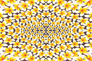 Plumeria isolated on black background