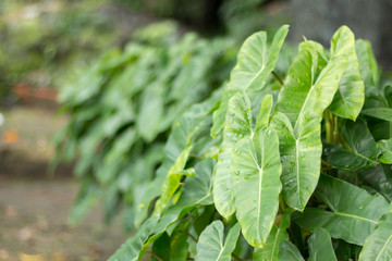 green leaf background
