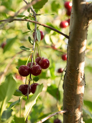 Some ripe cherries on a branch.