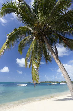 Beach scene with palm trees, blue sky and boats moored on the Indian Ocean at Trou D'eu Douce, a village on the east coast of Mauritius where tourists catch ferries to the idyllic island of Ile Aux Cerfs, Mauritius