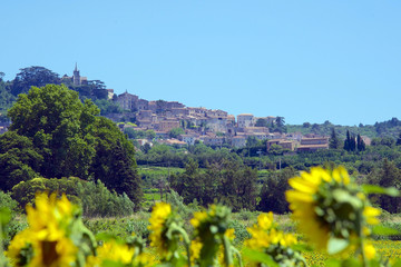 Field of sunflowers in Provence, in the South of France