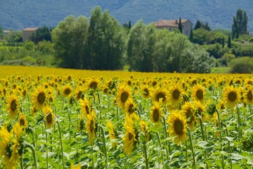 Obraz premium Field of sunflowers in Provence, in the South of France