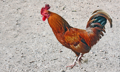 Beau coq