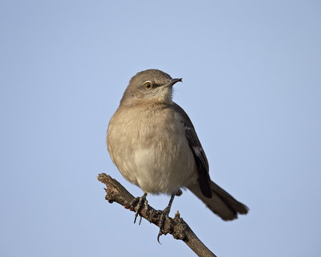 Northern Mockingbird (Mimus polyglottos), Overton Wildlife Management Area, Overton, Nevada