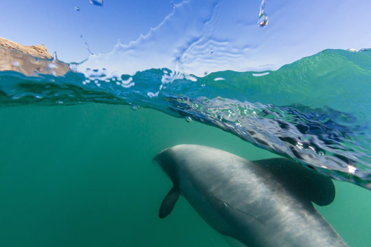 Adult Hector's dolphins (Cephalorhynchus hectori) underwater near Akaroa, South Island, New Zealand