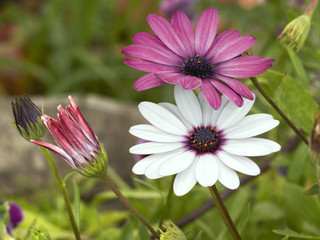 Fototapeta premium Gardens flowers