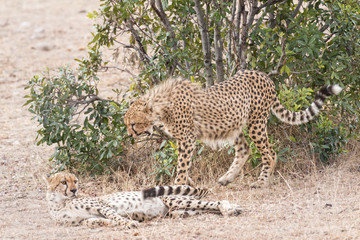 African cheetahs