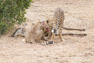 African cheetahs and their prey