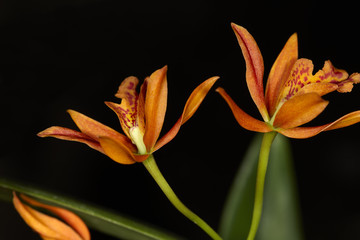 Fototapeta premium Orchid