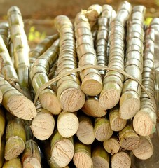 Cut Sugar Cane for Sale