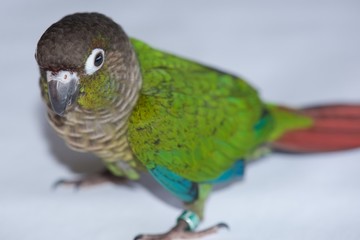 Green Cheeked Conure, Pyrrhura Molinae, a small parrot native to South America