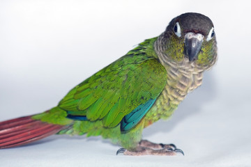 Green Cheeked Conure, Pyrrhura Molinae, a small parrot native to South America