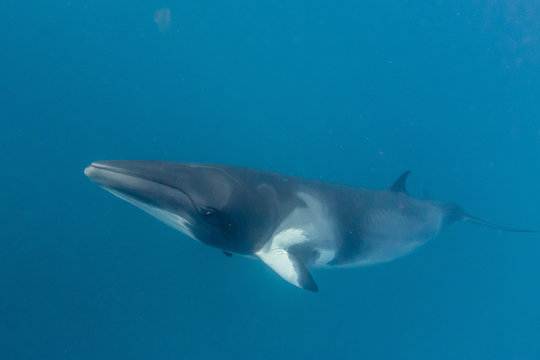 Adult dwarf minke whale (Balaenoptera acutorostrata), near the south end of Ribbon 9 Reef, Great Barrier Reef, Queensland
