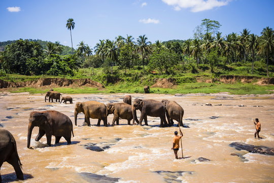 Pinnawala Elephant Orphanage, Elephants and mahouts in the Maha Oya River near Kegalle in the Hill Country of Sri Lanka
