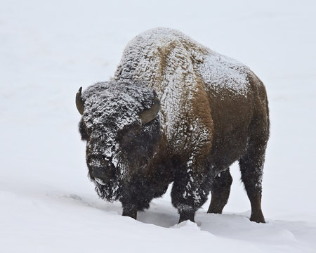 Bison (Bison bison) bull covered with snow in the winter, Yellowstone National Park, Wyoming